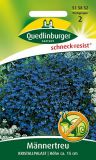 Lobelia erinus "Kristallpalast" - Mnnertreu