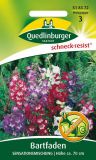 Penstemon hartwegii "Sensationsmischung" - Bartfaden