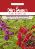 Impatiens balsamina - Rosen-Balsaminen
