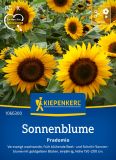 Helianthus annuus "Pradomio" - Sonnenblume