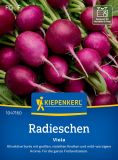 Radieschen "Viola" - Raphanus sativus var. sativus