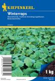 Winterraps - Brassica napus - Gründünger