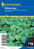 Winterraps - Brassica napus - Grndnger