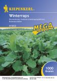 Winterraps - Brassica napus - Grndnger