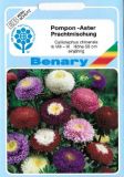 Callistephus chinensis "Pompon-Aster Mischung" - Sommer-Aster