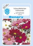 Cosmos bipinnatus "Frhwunder" - Schmuckkrbchen
