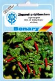Cuphea ignea - Zigarettenblmchen