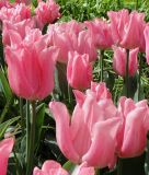 Triumph-Tulpe Lydia