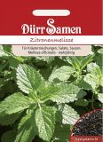 Zitronenmelisse - Melissa officinalis