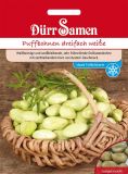 Puffbohne - Dicke Bohne "Dreifach weisse" (frher: Con Amore) - Vicia faba