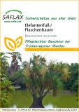Beaucarnea recurvata - Elefantenfuß, Flaschenbaum