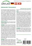 Beaucarnea recurvata - Elefantenfuß, Flaschenbaum