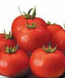 Stabtomate "Serrat F1" - Solanum lycopersicum