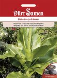 Musa ensete- Bananenbaum