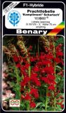 Lobelia speciosa "Kompliment Scharlach" - Prachtlobelie
