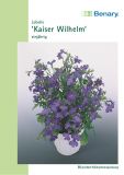 Lobelia erinus "Kaiser Wilhelm" - Mnnertreu