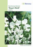 Lathyrus odoratus "Royal Wei" - Riesenblumige Edelwicke