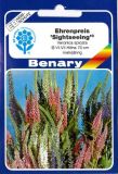 Veronica spicata "Sightseeing" - Ehrenpreis
