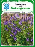 Veronica teucrium "Knigsblau" - Ehrenpreis