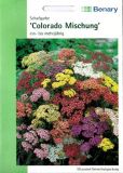 Achillea millefolium "Colorado Mischung" - Schafgarbe