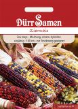 Zea mays "Amero Mischung" - Ziermais
