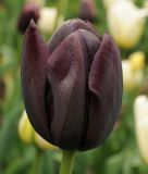 Triumph-Tulpe Paul Scherer