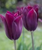 Lilienbltige Tulpe Merlot
