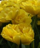 Geflltblhende spte Tulpe "Yellow Pomponette"