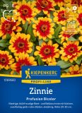 Zinnia x hybrida "Profusion Bicolor" - Zinnie