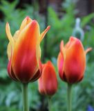 Tulipa greigii Calypso