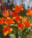 Tulipa greigii Orange Toronto