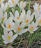 Wildkrokus Crocus tommasinianus 