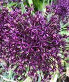 Allium "Miami" - Zierlauch