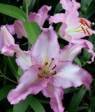 Lilium Orientalische Hybride "Brasilia"