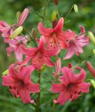 Lilium Tigrinum Hybride "Pink Flight"