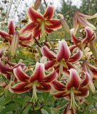 Lilium "Sheherazade"