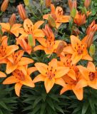 Lilium "Abbevilles Pride" (Topf- und Beetlilie)