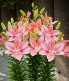 Lilium "Foxtrot" (Topf- und Beetlilie)