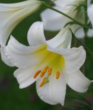 Lilium regale "Album" - Weie Knigslilie