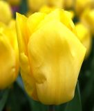 Triumph-Tulpe Strong Gold