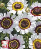 Chrysanthemum carinatum "Cockade" - Wucherblume