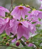 Dahlia "Imperialis" - Glocken-Baumdahlie