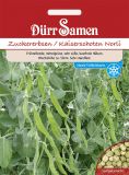 Zuckererbse "Norli" - Pisum sativum