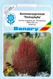 Kochia scoparia "Trichophylla" - Sommerzypresse