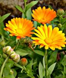 Calendula officinalis "Wildform" - Ringelblume