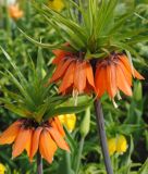 Fritillaria imperialis "Orange Beauty"