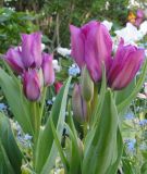 Mehrbltige Tulpe Night Club