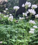 Allium zebdanense - Libanon-Lauch