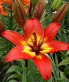 Lilium Asiatische Hybride "Forever Linda"