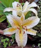 Lilium Orientalische Hybride "Baferrari"